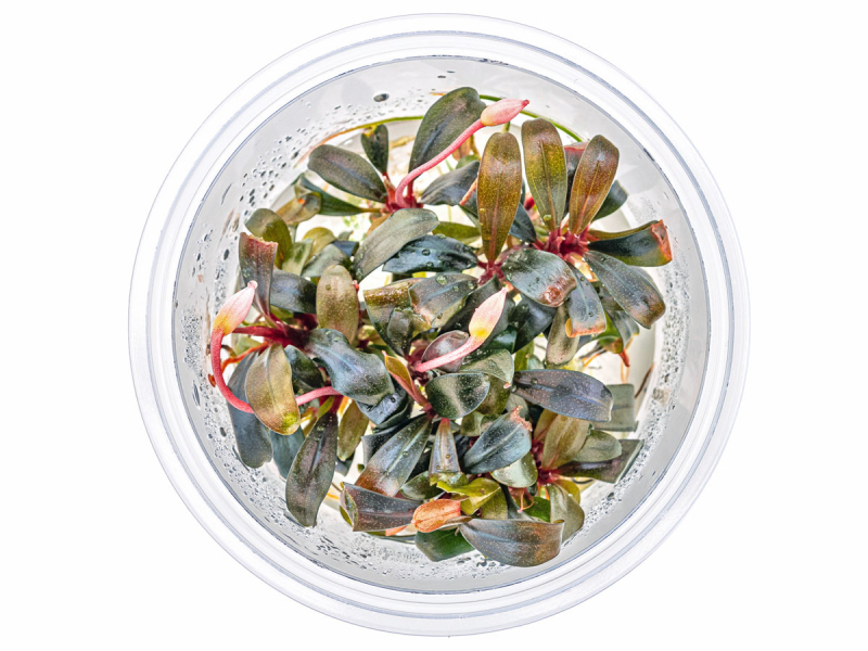 Braun-rotes Blatt - Bucephalandra sp. ´Serimbu Brown´ in vitro